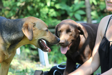 dogs playing hardly in the dust