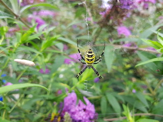 Zebraspinne in ihrem Spinnennetz im Garten