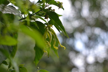 Look deep into nature, and then you will understand everything better