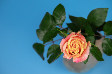 Fototapeta premium Beautiful tea rose on a blue background.