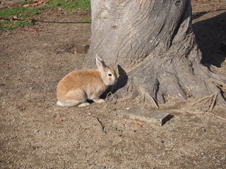 木のそばで休むウサギ