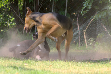 dogs playing hardly in the dust