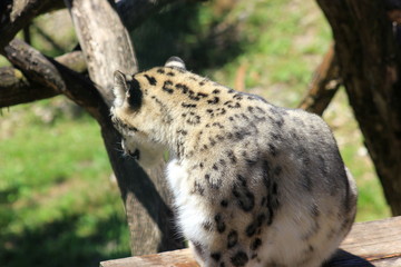 Fell von einem Schneeleoparden (Irbis)