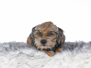 Naklejka na ściany i meble Funny dog image, Border terrier wearing retro glasses. Looking funny dog poster and card concept image.