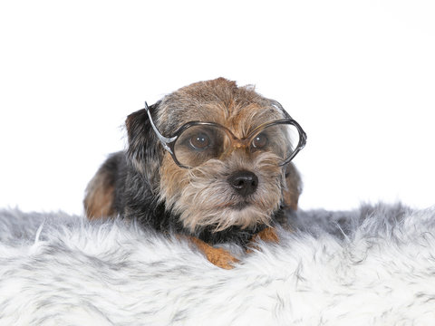 Funny dog image, Border terrier wearing retro glasses. Looking funny dog poster and card concept image.