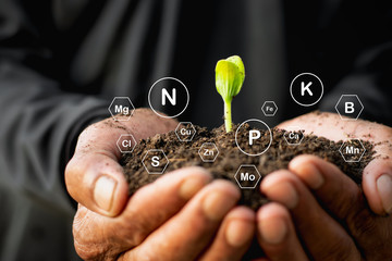 The seedlings are growing from the soil that is rich in various elements in the hands of the...