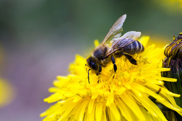 beautiful dandelion