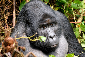 The huge silverback in Bwindi Impenetrable Forest.
