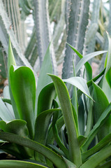 Agave plants, palms and succulents in the tropical garden.