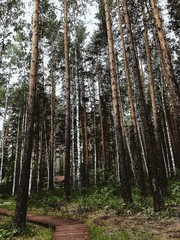 trees in forest