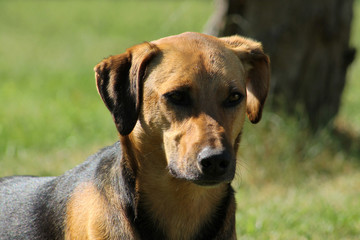 close up of beautiful dog on grass