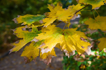 Sunny autumn day in the city park