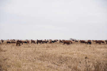 Cows in a farm. Dairy cows