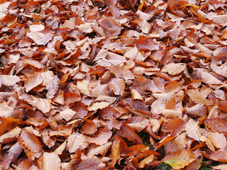 Autumn, November. Fallen leaves from centuries-old trees have covered the ground.
