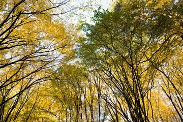 yellow foliage before falling