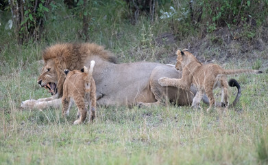 Lion cubs playing with dad