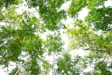 Green crown trees view from below isolated white background. Green crown of trees against the sky....