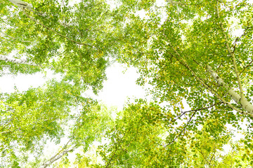 Green crown trees view from below isolated white background. Green crown of trees against the sky. View of the sky through the trees from below