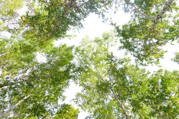 Fototapeta premium Green crown trees view from below isolated white background. Green crown of trees against the sky. View of the sky through the trees from below