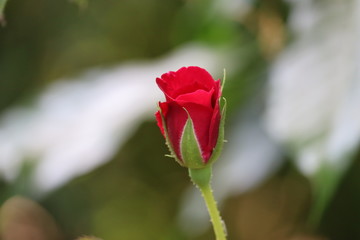 Fototapeta premium Beautiful roses in garden, roses for Valentine Day
