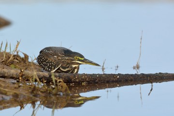 Striated heron (Butorides striata) also known as mangrove heron, little heron or green-backed heron, Crete