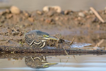 Striated heron (Butorides striata) also known as mangrove heron, little heron or green-backed heron, Crete