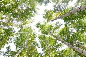 Fototapeta premium Green crown trees view from below isolated white background. Green crown of trees against the sky. View of the sky through the trees from below