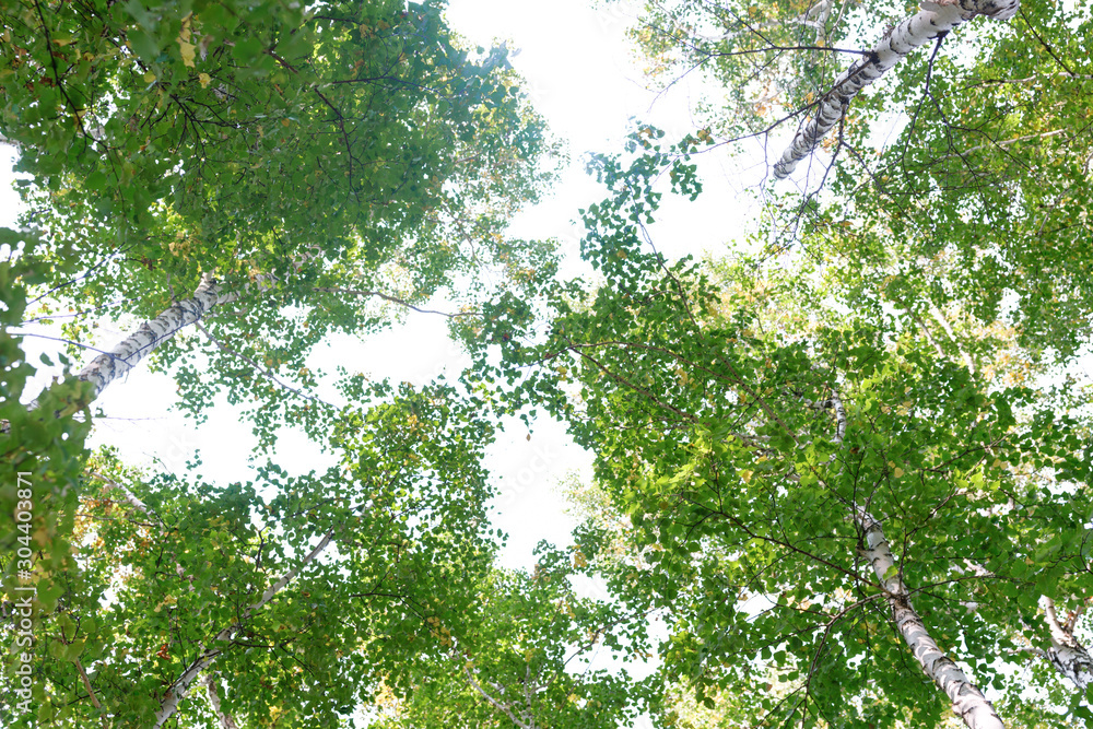 Wall mural green crown trees view from below isolated white background. green crown of trees against the sky. v