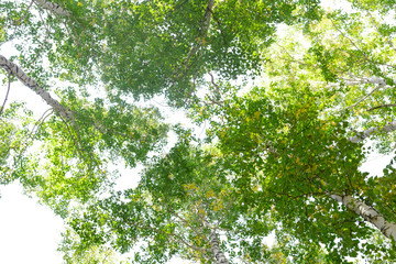 Fototapeta premium Green crown trees view from below isolated white background. Green crown of trees against the sky. View of the sky through the trees from below