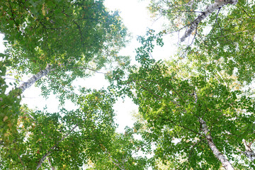 Fototapeta na wymiar Green crown trees view from below isolated white background. Green crown of trees against the sky. View of the sky through the trees from below
