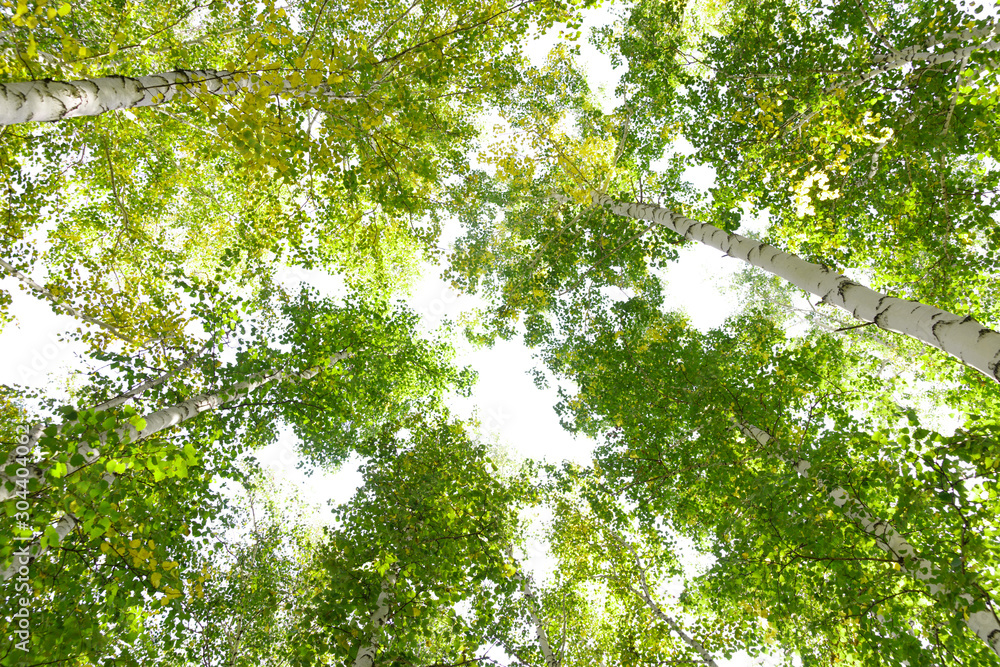 Wall mural green crown trees view from below isolated white background. green crown of trees against the sky. v