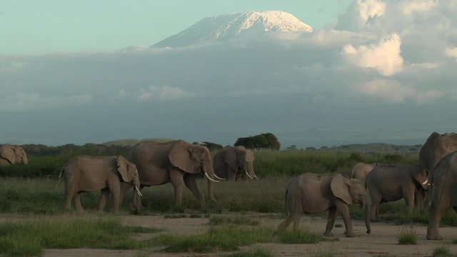 Family of African Elephant (Loxodonta africana) foraging together with Mount Kilimanjaro in background, with sundown, Amboseli N.P. Kenya.