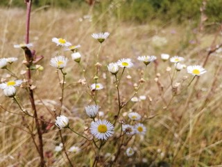 field of wild flowers