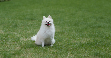 Pomeranian dog on green lawn