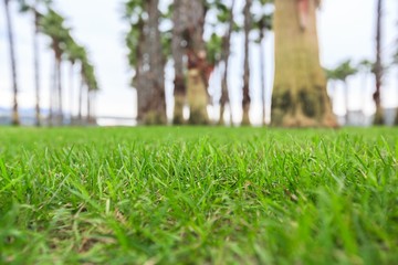 Lawn.