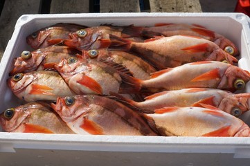 発泡スチロールに入った獲りたてのメバル（ハチメ）