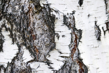 White and black tree bark closeup background texture. Birch bark