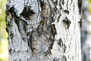 White and black tree bark closeup background texture. Birch bark