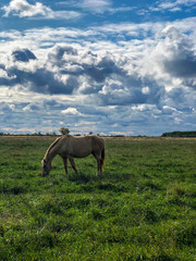 A white horse in a field amid beautiful clouds.