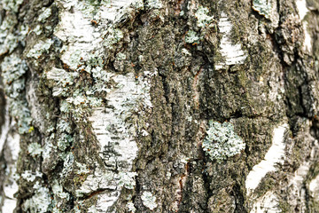 White and black tree bark closeup background texture. Birch bark