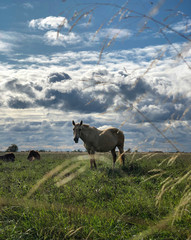 A white horse in a field amid beautiful clouds.