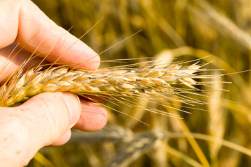 New ripe cereal crop in hand