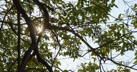 Green tree branch with sunlight ray