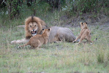 Lion snarls at cubs