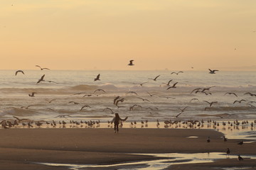 Fototapeta na wymiar running into a swarm of seagulls