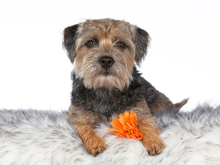 Border terrier looking at the camera with a flower under paw. Greeting card concept image.
