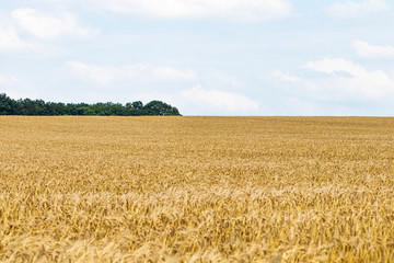 Wheat field. Ears of golden wheat close up. Background of ripening ears of meadow wheat field
