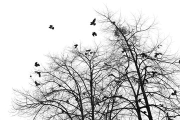 Silhouette of a crow on a tree