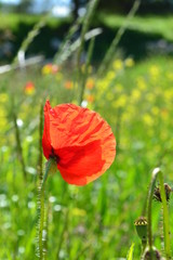 red poppy in summer in a meadow