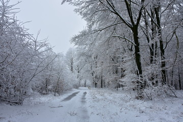 Winter landscape, forest in a white winter coat in the morning.